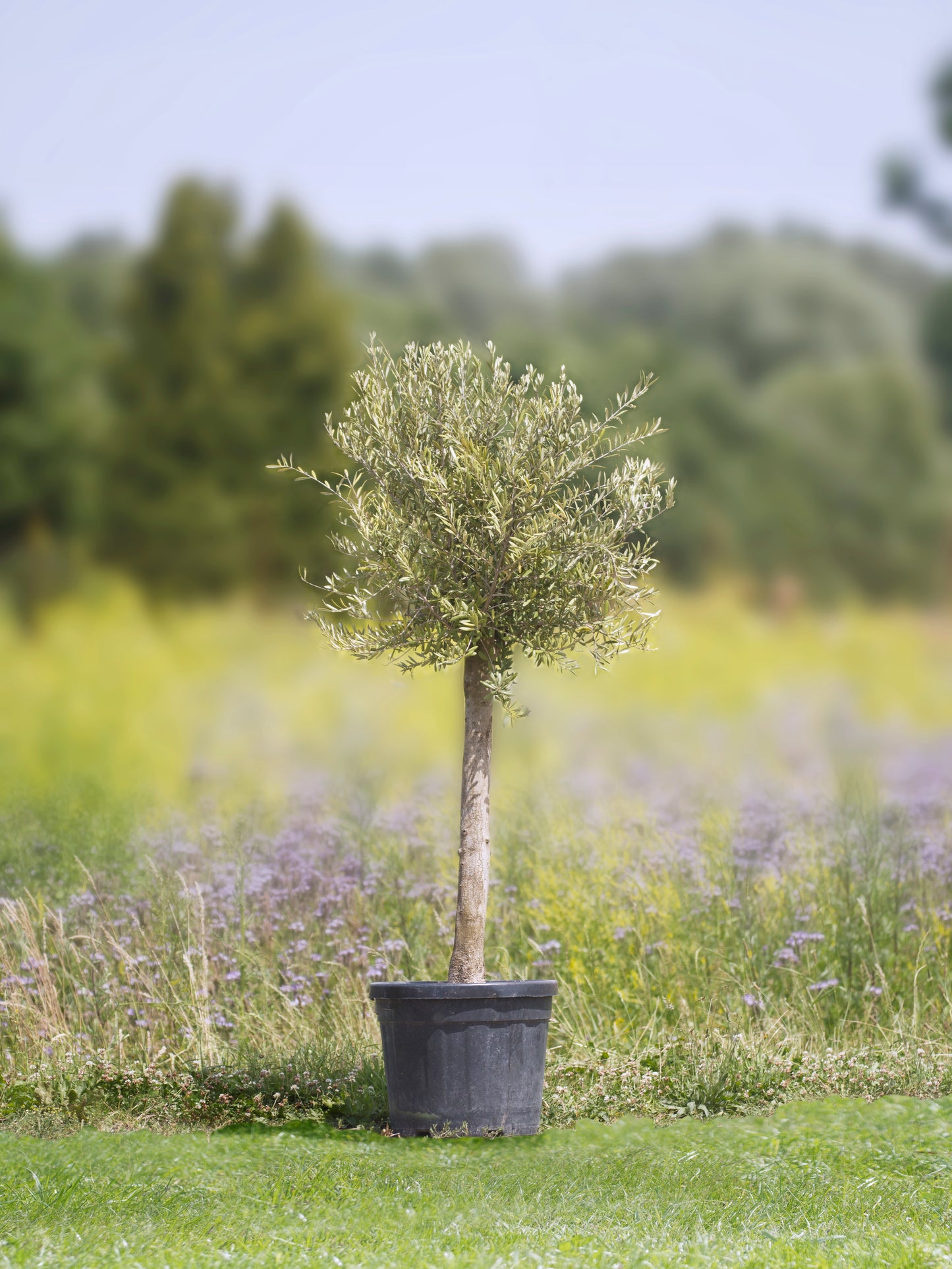 Olivenbaum 'Copa' - Höhe 140 - 160 cm, 45 Liter Topf