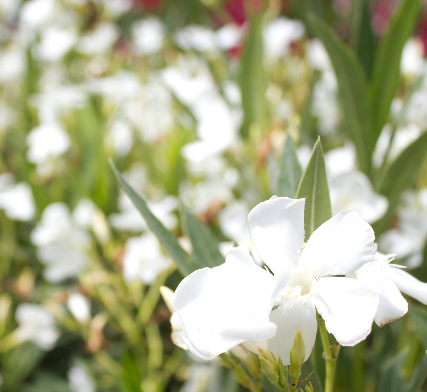 Oleander Sträucher kaufen